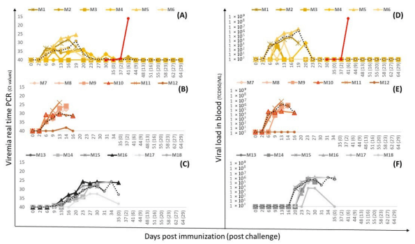Figure 3. Viremia measured by real-time PCR and viral load in blood in pigs immunized with Lv17/WB/Rie1-∆EP153R (group 1.1, (A,D)), with Lv17/WB/Rie1-∆UK (group 1.2, (B,E)), or with the parental Lv17/WB/Rie1 strain (group 1.3, (C,F)). The dotted line represents the average daily viremia/virus titer. The red line in (A,D) represent the average daily viremia/virus titer in the group of unvaccinated pigs.