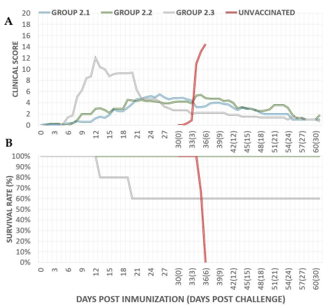 Figure 4. Average daily clinical scores (A) and percentage of survival (B) after immunization with Lv17/WB/Rie1-∆CD/∆UK (group 2.1), Lv17/WB/Rie1-∆CD (group 2.2), or the parental Lv17/WB/Rie1 strain (group 2.3) and after challenge with Arm07. Unvaccinated animals are marked in red.