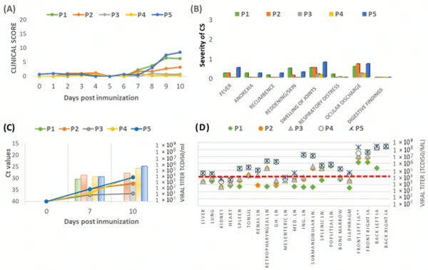 Figure 7. (A) Average daily clinical scores observed in pigs immunized with each passage. (B) Severity of clinical signs (CSs) observed in pigs after each passage. The severity scale ranges from 1 (mild) to 2 (moderate) and from 2 to 3 (severe). (C) Mean Ct values (left y-axis/lines) and viral titers (right y-axis/bars) measured 0, 7, and 10 days post-immunization (dpi) across five groups (P1–P5). (D) Mean viral titers in tissue samples measured at 10 dpi. LN = lymph nodes; IA = articular cartilage.