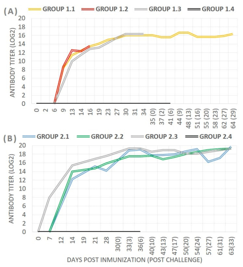 Figure 1. Detection of anti-ASFV antibodies in pigs after immunization and challenge with (A) Experiment 1: Lv17/WB/Rie1-∆EP153R (group 1.1), Lv17/WB/Rie1-∆UK (group 1.2), the parental strain (group 1.3), or unvaccinated (group 1.4) or (B) Experiment 2: Lv17/WB/Rie1-∆CD/∆UK (group 2.1), Lv17/WB/Rie1-∆CD (group 2.2), the parental strain (group 2.3), or the unvaccinated group (group 2.4). The antibody titers were assessed by IPT analysis and are expressed as the average daily Log10 per group.