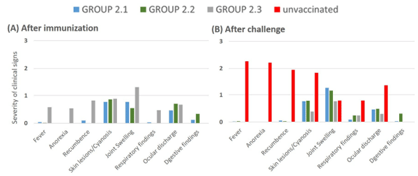 Figure 5. Severity of clinical signs observed in pigs after immunization (A) and challenge (B). The pigs were divided into groups: those vaccinated with Lv17/WB/Rie1-∆CD/∆UK (group 2.1), Lv17/WB/Rie1-∆CD (group 2.2), or the parental Lv17/WB/Rie1 strain (group 2.3). The severity scale ranges from 1 (mild) to 2 (moderate), and from 2 to 3 (severe). Unvaccinated animals (group 2.4) are highlighted in red.