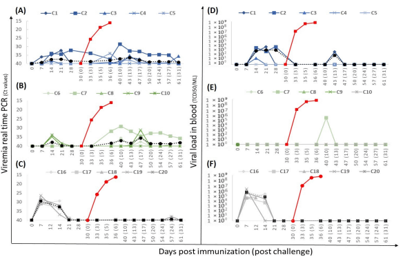 Figure 6. Viremia measured by real-time PCR and viral load in blood in pigs immunized with Lv17/WB/Rie1-∆CD/∆UK (group 2.1, (A,D)), Lv17/WB/Rie1-∆CD (group 2.2, (B,E)), or the parental Lv17/WB/Rie1 strain (group 2.3, (C,F)) and after challenge with the Arm07-genotype II ASFV. The dotted line represents the average daily viremia/virus titer. The red line represent the average daily viremia/virus titer in the group of unvaccinated pigs.