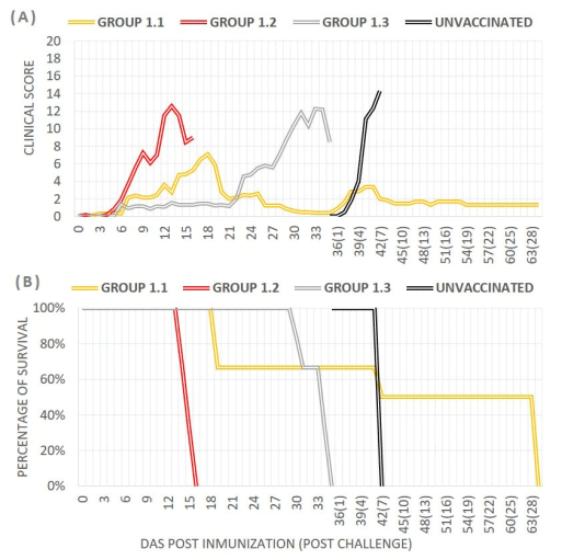 Figure 2. Average observed daily clinical scores (A) and percentage of survival (B) after immunization with Lv17/WB/Rie1-∆EP153R (group 1.1), Lv17/WB/Rie1-∆UK (group 1.2), or the parental Lv17/WB/Rie1 strain (group 1.3) and subsequent challenge at 35 dpi with Arm07. The black line represents the group of unvaccinated pigs.
