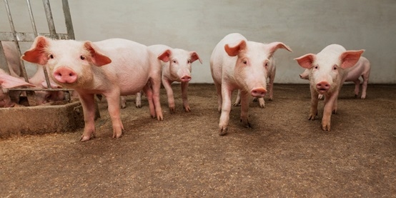 Unlock Profitable Growth and Optimize Piglet Weaning with Effective Strategies - Image 1