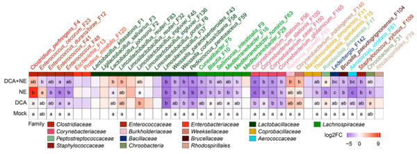 Figure 4. Heatmap illustrating the differential abundance of the top 40 ileal bacteria in healthy and NE-infected chickens in response to DCA. The family classifications of individual bacteria are indicated. Log2 fold changes (Log2FC) were calculated using mock-infected chickens as a common reference. Bacterial relative abundances are statistically different between treatments (p-adjusted < 0.05) by ANCOM-BC2 [31] if they share no letter in common within a column.