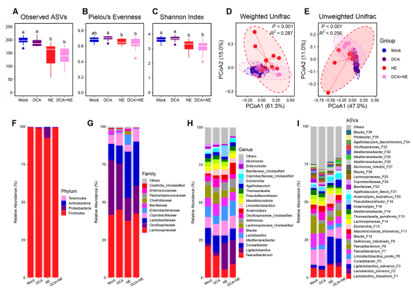 Figure 5. The diversity and composition of the cecal microbiota in healthy and NE-infected chickens in response to DCA supplementation. Day-of-hatch male Cobb broilers were supplemented with or without 1.5 g/kg of DCA. Two groups were subjected to NE, while the other two groups were mock-infected. The cecal digesta was collected from 12 randomly selected surviving animals per group on day 17 and subjected to 16S rRNA gene sequencing. Observed ASVs (A), Pielou’s evenness index (B), and Shannon index (C) were calculated and visualized using box and whisker plots. Significance was measured using the Kruskal–Wallis test and post hoc pairwise Dunn’s test. Different superscripts denote significance (p < 0.05) in pairwise comparisons. Principal coordinate analysis (PCoA) plots of weighted (D) and unweighted UniFrac distances (E). Significance was determined using PERMANOVA. Relative abundances of the top 4 phylum (F), 10 families (G), top 20 genera (H), and top 30 ASVs (I) in the cecal microbiota are shown.
