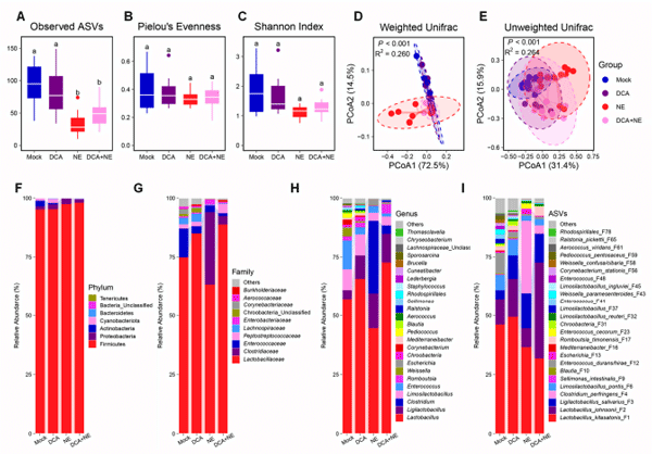 Figure 2. The diversity and composition of the ileal microbiota of healthy and NE-infected chickens in response to DCA supplementation. Day-of-hatch male Cobb broilers were supplemented with or without 1.5 g/kg of DCA. Two groups were subjected to NE, while the other two groups were mockinfected. The proximal ileal digesta was collected from 12 randomly selected surviving animals per group on d 17 and subjected to 16S rRNA gene sequencing. Observed ASVs (A), Pielou’s evenness index (B), and Shannon index (C) were calculated and visualized using box and whisker plots. Significance was measured using the Kruskal–Wallis test and post hoc pairwise Dunn’s test. Different superscripts denote significance (p < 0.05) in pairwise comparisons. Principal coordinates analysis (PCoA) plots of weighted (D) and unweighted UniFrac distances (E). Significance was determined using PERMANOVA. Relative abundances (%) of the top 7 phylum (F), 10 families (G), top 25 genera (H), and top 25 ASVs (I) in the ileal microbiota are shown.