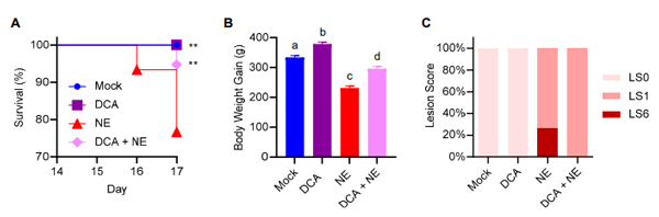 Figure 1. Protection of chickens from necrotic enteritis (NE) by deoxycholic acid (DCA). A total of 120 day-of-hatch male Cobb broilers were randomly assigned to one of four treatments (mock, DCA only, NE only, and DCA + NE) (n = 30 per treatment). Chickens were supplemented with or without 1.5 g/kg of DCA. On d 10 and 14, they were subjected to NE through sequential infections with Eimeria maxima and C. perfringens, respectively, or mock-infected on both days. (A) Animal survival (%) between d 14 and 17. Note that three groups (mock, DCA, and DCA + NE) are significantly different from the NE group (** p < 0.01) based on the log-rank test. (B) Body weight gains of surviving animals between d 10 and 17. Data shown are means ± SEM. Means with different superscripts denote statistical significance (p < 0.01) based on one-way ANOVA and post hoc Tukey’s test. (C) Frequency (%) of jejunal lesion scores of surviving animals on d 17.