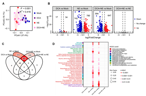 Figure 8. The influence of DCA on jejunal transcriptional response. Six distal jejunal tissue samples were collected from each group on d 17 following an NE challenge and subjected to RNA sequencing. (A) Principal coordinate analysis (PCoA) plot of the Bray–Curtis distances of the jejunal transcriptome among four groups of chickens. (B) Volcano plots of differentially expressed genes (DEGs) among different pairs of chicken groups. DEGs were identified with a threshold of p-adjusted ≤ 0.01 and fold change ≥ 2. The number of up- and downregulated genes are indicated in each plot. (C) Venn diagram of DEGs among different pairs of chicken groups. (D) KEGG pathway enrichment analysis of DEGs, with p-adjusted < 0.05 considered significant.