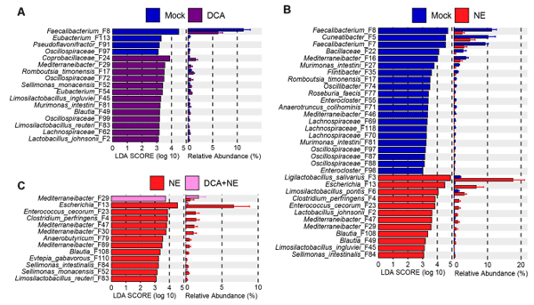 Figure 6. Differential enrichment of the top 100 cecal bacteria in healthy and NE-infected chickens in response to DCA supplementation. Day-of-hatch male Cobb broilers were supplemented with or without 1.5 g/kg of DCA. Two groups were subjected to NE, while the other two groups were mock-infected. The cecal digesta was collected from 12 randomly selected surviving animals per group on d 17 and subjected to 16S rRNA gene sequencing. LEfSe analysis was performed between mock and DCA (A), between mock and NE (B), or between NE and DCA + NE chickens (C). The cut-off threshold was set at p < 0.05 and LDA score of ≥ 3.0. Each panel shows the LDA score of differentially abundant ASVs on the left, and their relative abundances (%) on the right.