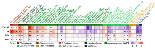 Figure 7. Heatmap illustrating the differential abundance of the top 50 cecal bacteria in healthy and NE-infected chickens in response to DCA. The family classifications of individual bacteria are indicated. Log2 fold changes (Log2FC) were calculated using mock-infected chickens as a common reference. Bacterial relative abundances are statistically different between treatments (p-adjusted < 0.05) by ANCOM-BC2 [31] if they share no letter in common within a column.