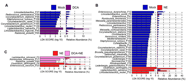 Figure 3. Differential enrichment of the top 50 ileal bacteria in healthy and NE-infected chickens in response to DCA supplementation. Day-of-hatch male Cobb broilers were supplemented with or without 1.5 g/kg of DCA. Two groups were subjected to NE, while the other two groups were mock-infected. The proximal ileal digesta was collected from 12 randomly selected surviving animals per group on d 17 and subjected to 16S rRNA gene sequencing. LEfSe analysis was performed between mock and DCA (A), between mock and NE (B), or between NE and DCA + NE chickens (C). The cut-off threshold was set at p < 0.05 and LDA score of ≥ 3.0. Each panel shows the LDA score of differentially abundant ASVs on the left, and their relative abundances (%) on the right.