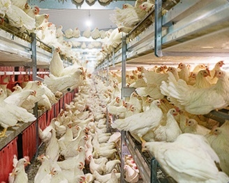 Pullets to Layers – Ensuring a Smooth Transition in Cage-Free Systems - Image 1