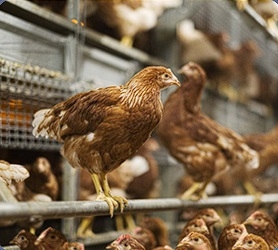 Pullets to Layers – Ensuring a Smooth Transition in Cage-Free Systems - Image 2