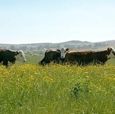 Understanding and Applying Compensatory Growth in Cattle - Image 1