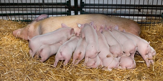 The Complete Guide to Sow Management and Feed Additives for Swine - Image 1