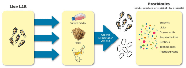Postbiotics: An Alternative for Improving Health and Performance of ...