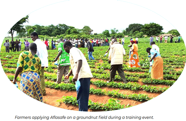 How soon is now? Tackling Africa’s recurrent aflatoxin crises through integrated, multi-sectoral management strategies - Image 2