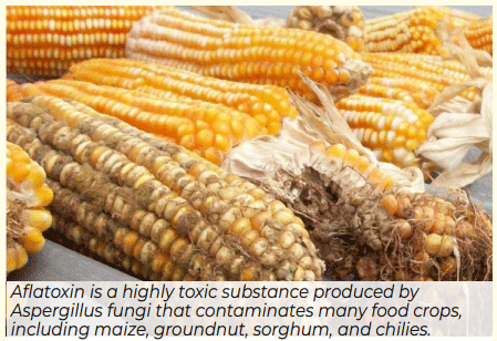 How soon is now? Tackling Africa’s recurrent aflatoxin crises through integrated, multi-sectoral management strategies - Image 1