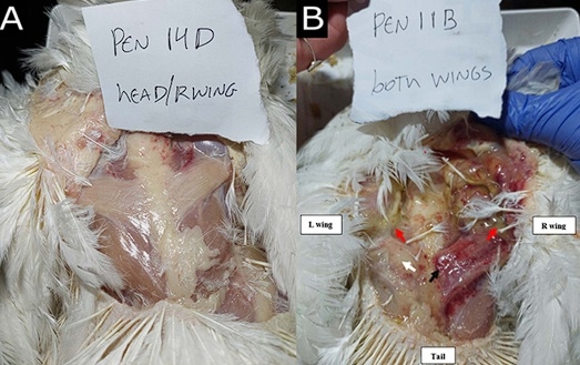 Fast growth rate is associated with musculoskeletal biomechanical imbalance and dorsal cranial myopathy in broiler chickens - Image 1