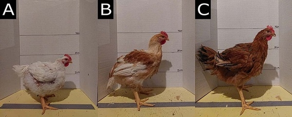 Fast growth rate is associated with musculoskeletal biomechanical imbalance and dorsal cranial myopathy in broiler chickens - Image 1