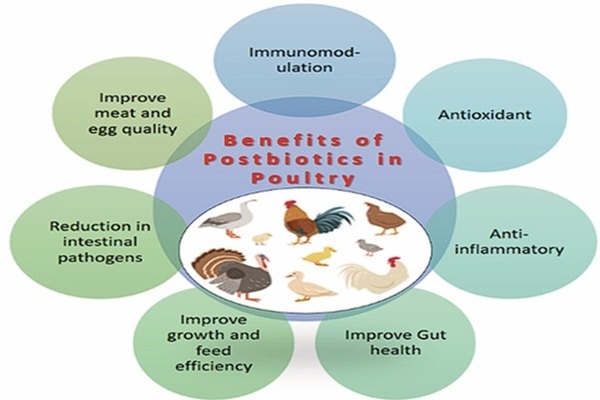 Advantages of the Use of Postbiotics in Poultry Production: A New Concept - Image 1