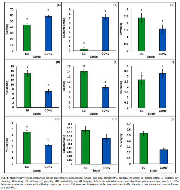 Fig. 2. Market body weight comparison for the percentage of conventional (CONV) and slow-growing (SG) broilers, (A) sitting, (B) lateral sitting, (C) walking, (D) standing, (E) eating, (F) drinking, (G) preening, (H) dustbathing, and (I) foraging. A-G shows estimated means and significant pairwise comparisons (p < 0.05) between strains are shown with differing superscript letters. H-I were too infrequent to be analyzed statistically, therefore, raw means and standard error are provided.
