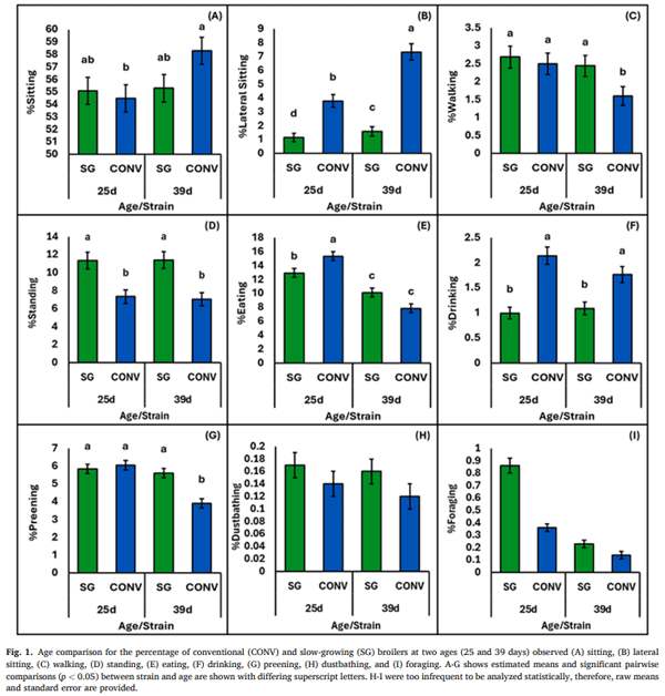 Fig. 1. Age comparison for the percentage of conventional (CONV) and slow-growing (SG) broilers at two ages (25 and 39 days) observed (A) sitting, (B) lateral sitting, (C) walking, (D) standing, (E) eating, (F) drinking, (G) preening, (H) dustbathing, and (I) foraging. A-G shows estimated means and significant pairwise comparisons (p < 0.05) between strain and age are shown with differing superscript letters. H-I were too infrequent to be analyzed statistically, therefore, raw means and standard error are provided.