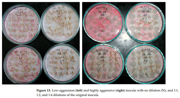 Figure 13. Low-aggression (left) and highly aggressive (right) inocula with no dilution (N), and 1:1, 1:2, and 1:4 dilutions of the original inocula.