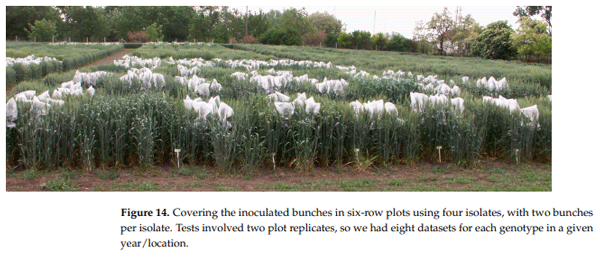 Figure 14. Covering the inoculated bunches in six-row plots using four isolates, with two bunches per isolate. Tests involved two plot replicates, so we had eight datasets for each genotype in a given year/location.