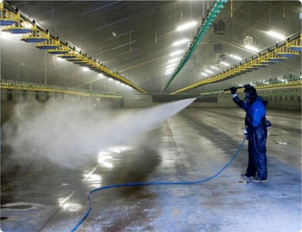 Re-thinking Litter Management in Poultry: Addressing Flies and Odour Beyond Conventional Interventions - Image 4