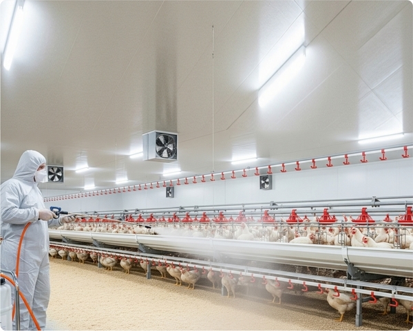 Re-thinking Litter Management in Poultry: Addressing Flies and Odour Beyond Conventional Interventions - Image 2