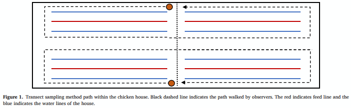 Evaluating the effect of daylength (24, 20, and 18 hours) during brooding on broiler performance and physiological responses to light environment - Image 3