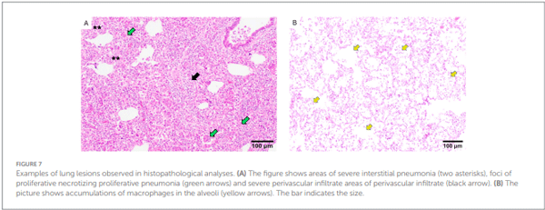 FIGURE 7 Examples of lung lesions observed in histopathological analyses. (A) The figure shows areas of severe interstitial pneumonia (two asterisks), foci of proliferative necrotizing proliferative pneumonia (green arrows) and severe perivascular infiltrate areas of perivascular infiltrate (black arrow). (B) The picture shows accumulations of macrophages in the alveoli (yellow arrows). The bar indicates the size.