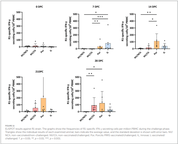 FIGURE 11 ELISPOT results against R1 strain. The graphs show the frequencies of R1-specific IFN-γ secreting cells per million PBMC during the challenge phase. Triangles show the individual results of each examined animal; bars indicate the average value, and the standard deviation is shown with error bars. NV/ NCh, non-vaccinated/non-challenged; NV/Ch, non-vaccinated/challenged; Por, Porcilis PRRS vaccinated/challenged; IL, Innovac L vaccinated/ challenged. *, p < 0.05; **, p < 0.01; ***, p < 0.001.