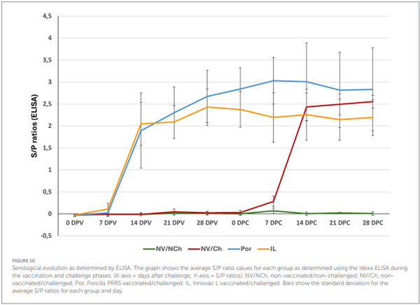 FIGURE 10 Serological evolution as determined by ELISA. The graph shows the average S/P ratio values for each group as determined using the Idexx ELISA during the vaccination and challenge phases. (X-axis = days after challenge; Y-axis = S/P ratios). NV/NCh, non-vaccinated/non-challenged; NV/Ch, nonvaccinated/challenged; Por, Porcilis PRRS vaccinated/challenged; IL, Innovac L vaccinated/challenged. Bars show the standard deviation for the average S/P ratios for each group and day.