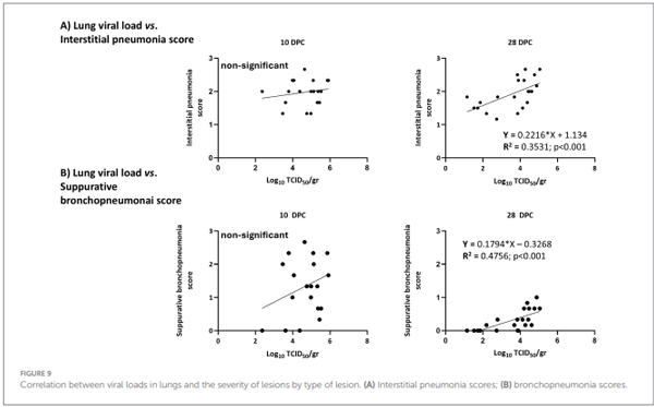 FIGURE 9 Correlation between viral loads in lungs and the severity of lesions by type of lesion. (A) Interstitial pneumonia scores; (B) bronchopneumonia scores.