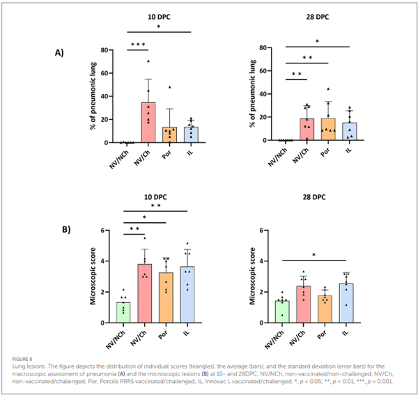 FIGURE 6 Lung lesions. The figure depicts the distribution of individual scores (triangles), the average (bars), and the standard deviation (error bars) for the macroscopic assessment of pneumonia (A) and the microscopic lesions (B) at 10- and 28DPC. NV/NCh, non-vaccinated/non-challenged; NV/Ch, non-vaccinated/challenged; Por, Porcilis PRRS vaccinated/challenged; IL, Innovac L vaccinated/challenged. *, p < 0.05; **, p < 0.01; ***, p < 0.001.