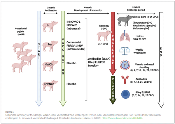 FIGURE 1 Graphical summary of the design. V/NCh, non-vaccinated/non-challenged; NV/Ch, non-vaccinated/challenged; Por, Porcilis PRRS vaccinated/ challenged; IL, Innovac L vaccinated/challenged. Created in BioRender. Mateu, E. (2025) https://www.biorender.com/8dste86.