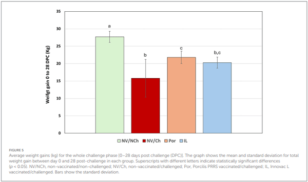 FIGURE 5 Average weight gains (kg) for the whole challenge phase [0–28 days post challenge (DPC)]. The graph shows the mean and standard deviation for total weight gain between day 0 and 28 post-challenge in each group. Superscripts with different letters indicate statistically significant differences (p < 0.05). NV/NCh, non-vaccinated/non-challenged; NV/Ch, non-vaccinated/challenged; Por, Porcilis PRRS vaccinated/challenged; IL, Innovac L vaccinated/challenged. Bars show the standard deviation.