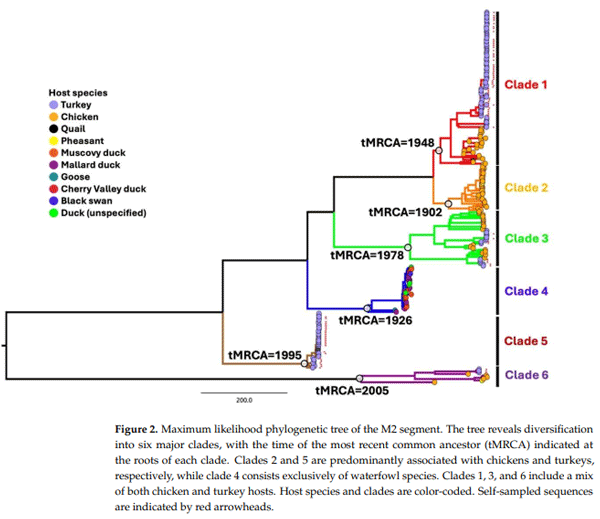 Figure 2. Maximum likelihood phylogenetic tree of the M2 segment. The tree reveals diversification into six major clades, with the time of the most recent common ancestor (tMRCA) indicated at the roots of each clade. Clades 2 and 5 are predominantly associated with chickens and turkeys, respectively, while clade 4 consists exclusively of waterfowl species. Clades 1, 3, and 6 include a mix of both chicken and turkey hosts. Host species and clades are color-coded. Self-sampled sequences are indicated by red arrowheads.