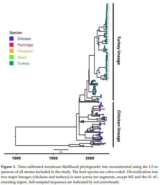 Figure 1. Time-calibrated maximum likelihood phylogenetic tree reconstructed using the L3 sequences of all strains included in the study. The host species are color-coded. Diversification into two major lineages (chickens and turkeys) is seen across ten segments, except M2 and the S1 σCencoding region. Self-sampled sequences are indicated by red arrowheads.