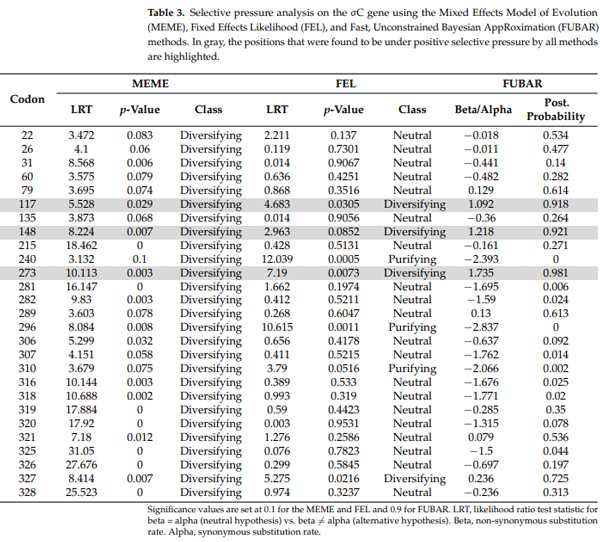 Table 3. Selective pressure analysis on the σC gene using the Mixed Effects Model of Evolution (MEME), Fixed Effects Likelihood (FEL), and Fast, Unconstrained Bayesian AppRoximation (FUBAR) methods. In gray, the positions that were found to be under positive selective pressure by all methods are highlighted.