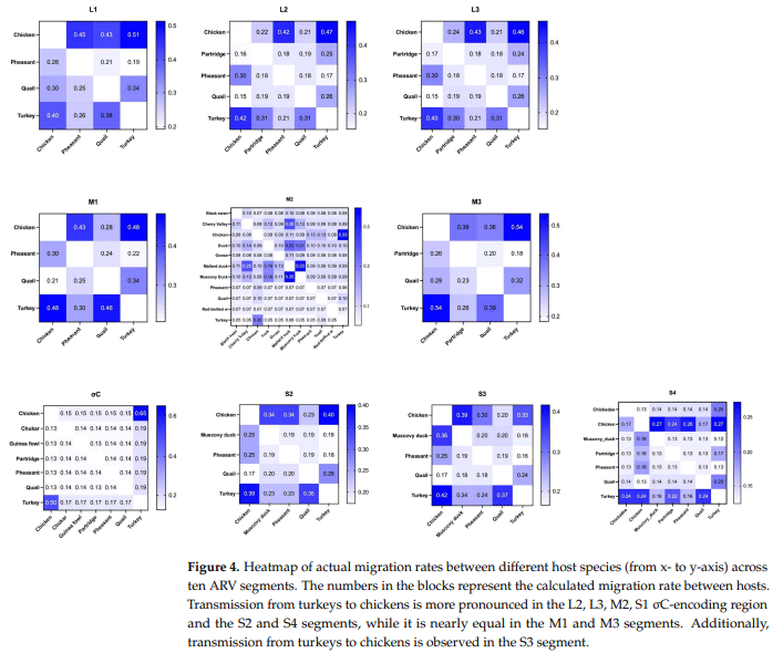 Investigation of Avian Reovirus Evolution and Cross-Species Transmission in Turkey Hosts by Segment-Based Temporal Analysis - Image 3