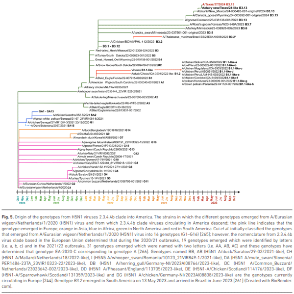 Fig. 5. Origin of the genotypes from H5N1 viruses 2.3.4.4b clade into America. The strains in which the different genotypes emerged from A/Eurasian wigeon/Netherlands/1/2020 (H5N1) virus and from which 2.3.4.4b clade viruses circulating in America descend; the pink line indicates that the genotype emerged in Europe, orange in Asia, blue in Africa, green in North America and red in South America. Cui et al. initially classified the genotypes that emerged from A/Eurasian wigeon/Netherlands/1/2020 (H5N1) virus into 16 genotypes (G1–G16) [265]; however, the nomenclature from 2.3.4.4b virus clade based in the European Union determined that during the 2020/21 outbreaks, 19 genotypes emerged which were identified by letters (i.e. a, b, c) and in the 2021/22 outbreaks, 31 genotypes emerged which were named with two letters (i.e. AA, AB, AC) and these genotypes have determined that genotype EA-2020-C corresponding to genotype A [266]. Genotypes named BB, AB (H5N1 A/duck/Saratov/29-02/2021-like), CH (H5N1 A/Mallard/Netherlands/18/2022-like), I (H5N5 A/whooper_swan/Romania/10123_21VIR849-1/2021-like), DA (H5N1 A/mute_swan/Slovenia/ PER1486-23TA_23VIR10323-22/2023-like), DB (H5N1 A/herring_gull/Germany-NI/2023AI08764/2023-like), DC (H5N1 A/Common_Buzzard/ Netherlands/23023642-002/2023-like), DD (H5N1 A/Pheasant/England/113705/2023-like), DE (H5N1-A/Chicken/Scotland/114176/2023-like), DF (H5N1-A/Sparrowhawk/Scotland/131359/2023-like) and DG (H5N1 A/chicken/Germany-NI/2023AI08838/2023-like) are the genotypes currently circulating in Europe [244]. Genotype B3.2 emerged in South America on 13 May 2023 and arrived in Brazil in June 2023 [261] (Created with BioRender. com).