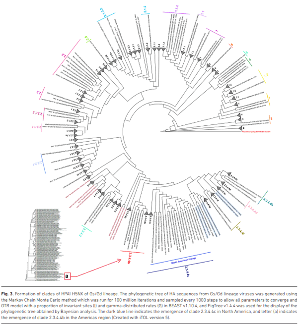 Fig. 3. Formation of clades of HPAI H5NX of Gs/Gd lineage. The phylogenetic tree of HA sequences from Gs/Gd lineage viruses was generated using the Markov Chain Monte Carlo method which was run for 100 million iterations and sampled every 1000 steps to allow all parameters to converge and GTR model with a proportion of invariant sites (I) and gamma-distributed rates (G) in BEAST v1.10.4, and FigTree v1.4.4 was used for the display of the phylogenetic tree obtained by Bayesian analysis. The dark blue line indicates the emergence of clade 2.3.4.4c in North America, and letter (a) indicates the emergence of clade 2.3.4.4b in the Americas region (Created with iTOL version 5).