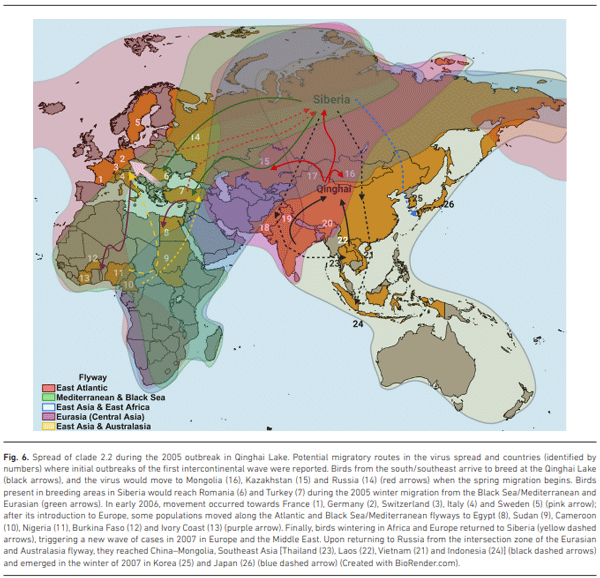 Fig. 6. Spread of clade 2.2 during the 2005 outbreak in Qinghai Lake. Potential migratory routes in the virus spread and countries (identified by numbers) where initial outbreaks of the first intercontinental wave were reported. Birds from the south/southeast arrive to breed at the Qinghai Lake (black arrows), and the virus would move to Mongolia (16), Kazakhstan (15) and Russia (14) (red arrows) when the spring migration begins. Birds present in breeding areas in Siberia would reach Romania (6) and Turkey (7) during the 2005 winter migration from the Black Sea/Mediterranean and Eurasian (green arrows). In early 2006, movement occurred towards France (1), Germany (2), Switzerland (3), Italy (4) and Sweden (5) (pink arrow); after its introduction to Europe, some populations moved along the Atlantic and Black Sea/Mediterranean flyways to Egypt (8), Sudan (9), Cameroon (10), Nigeria (11), Burkina Faso (12) and Ivory Coast (13) (purple arrow). Finally, birds wintering in Africa and Europe returned to Siberia (yellow dashed arrows), triggering a new wave of cases in 2007 in Europe and the Middle East. Upon returning to Russia from the intersection zone of the Eurasian and Australasia flyway, they reached China–Mongolia, Southeast Asia [Thailand (23), Laos (22), Vietnam (21) and Indonesia (24)] (black dashed arrows) and emerged in the winter of 2007 in Korea (25) and Japan (26) (blue dashed arrow) (Created with BioRender.com).