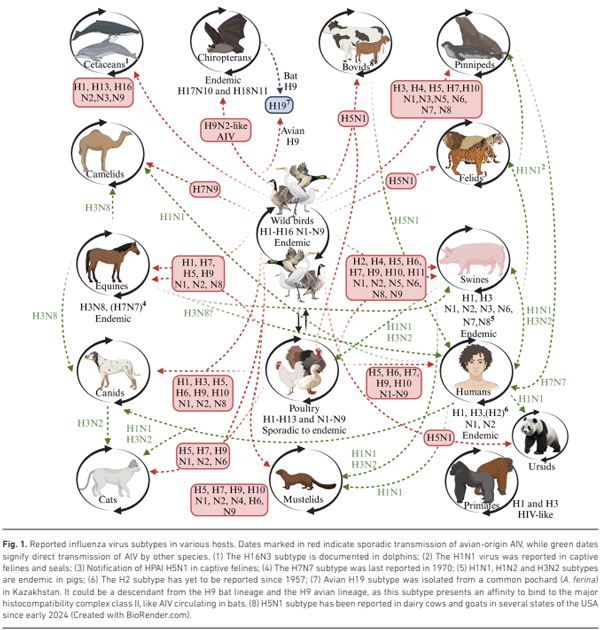 Fig. 1. Reported influenza virus subtypes in various hosts. Dates marked in red indicate sporadic transmission of avian-origin AIV, while green dates signify direct transmission of AIV by other species. (1) The H16N3 subtype is documented in dolphins; (2) The H1N1 virus was reported in captive felines and seals; (3) Notification of HPAI H5N1 in captive felines; (4) The H7N7 subtype was last reported in 1970; (5) H1N1, H1N2 and H3N2 subtypes are endemic in pigs; (6) The H2 subtype has yet to be reported since 1957; (7) Avian H19 subtype was isolated from a common pochard (A. ferina) in Kazakhstan. It could be a descendant from the H9 bat lineage and the H9 avian lineage, as this subtype presents an affinity to bind to the major histocompatibility complex class II, like AIV circulating in bats. (8) H5N1 subtype has been reported in dairy cows and goats in several states of the USA since early 2024 (Created with BioRender.com).