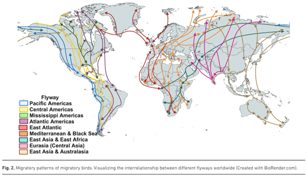 Fig. 2. Migratory patterns of migratory birds. Visualizing the interrelationship between different flyways worldwide (Created with BioRender.com).