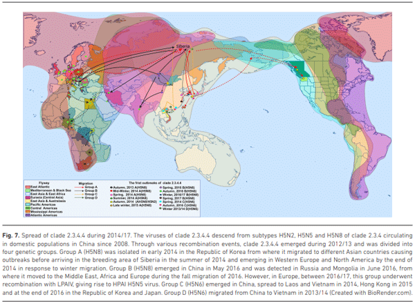 Fig. 7. Spread of clade 2.3.4.4 during 2014/17. The viruses of clade 2.3.4.4 descend from subtypes H5N2, H5N5 and H5N8 of clade 2.3.4 circulating in domestic populations in China since 2008. Through various recombination events, clade 2.3.4.4 emerged during 2012/13 and was divided into four genetic groups. Group A (H5N8) was isolated in early 2014 in the Republic of Korea from where it migrated to different Asian countries causing outbreaks before arriving in the breeding area of Siberia in the summer of 2014 and emerging in Western Europe and North America by the end of 2014 in response to winter migration. Group B (H5N8) emerged in China in May 2016 and was detected in Russia and Mongolia in June 2016, from where it moved to the Middle East, Africa and Europe during the fall migration of 2016. However, in Europe, between 2016/17, this group underwent recombination with LPAIV, giving rise to HPAI H5N5 virus. Group C (H5N6) emerged in China, spread to Laos and Vietnam in 2014, Hong Kong in 2015 and at the end of 2016 in the Republic of Korea and Japan. Group D (H5N6) migrated from China to Vietnam in 2013/14 (Created with BioRender.com).
